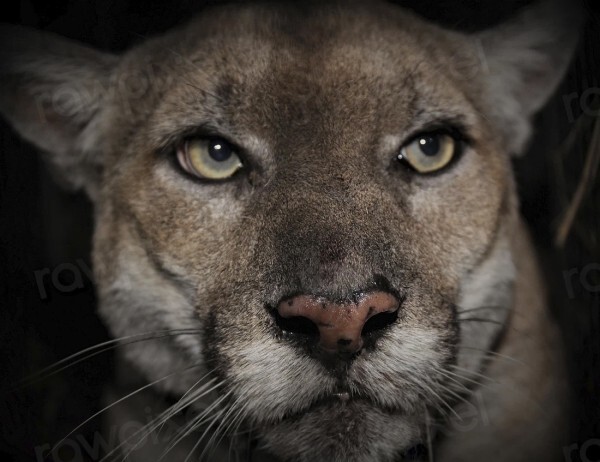 mountain-lion