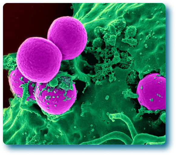 Image-Feb-24-2026-04-46-30-1237-PM