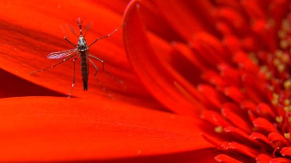 hovering mosquito inside a large, red flower