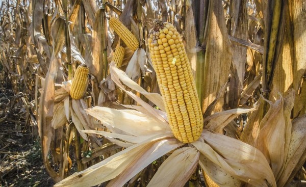 Corn in a corn field