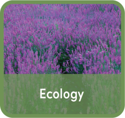 Word "Ecology" superimposed over field purple lilacs 
