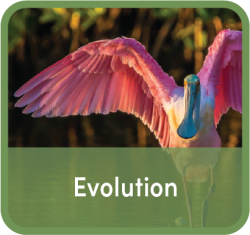 Word "Evolution" superimposed over image of multi-covered pelican