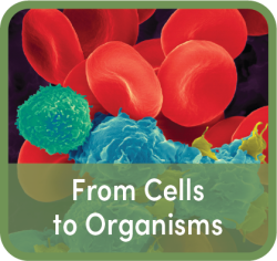 Words "from Cells to Organisms" over digital rendering of red, green, blue cells