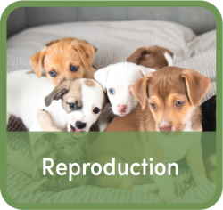 Word "Reproduction" superimposed over image of 8 puppies sitting together on a gray pillow