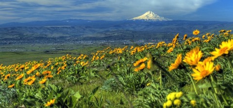 Oregon State Banner Image