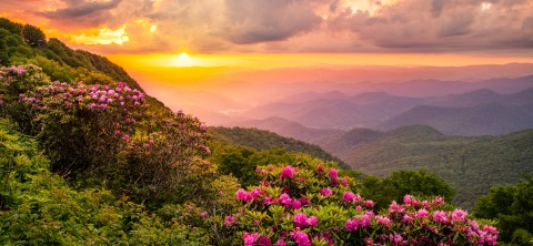 The Great Craggy Mountains along the Blue Ridge Parkway in North Carolina with Catawba Rhododendron during a spring season sunset.